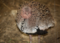 Buff-crested Bustard