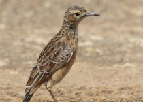 Buff-crested Bustard