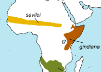 Buff-crested Bustard