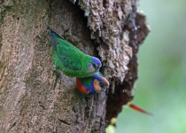 Buff-faced Pygmy Parrot