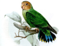 Buff-faced Pygmy Parrot