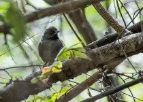 Buff-fronted Foliage-gleaner