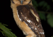 Buff-fronted Owl