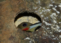 Buff-rumped Woodpecker