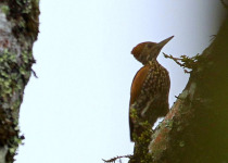 Buff-spotted Flameback