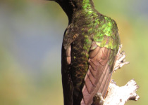 Buff-tailed Coronet