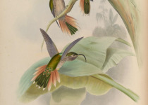 Buff-tailed Sicklebill