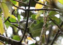 Buff-throated foliage-gleaner