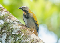 Buff-throated Saltator