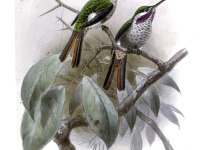 Buff-throated Starfrontlet