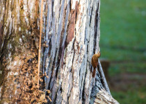Buff-throated Woodcreeper