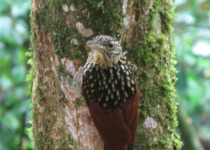 Buff-throated Woodcreeper