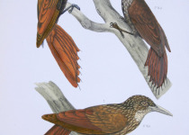 Buff-throated Woodcreeper
