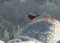 Buff-winged Cinclodes