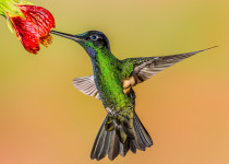 Buff-winged Starfrontlet