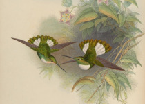 Buff-winged Starfrontlet