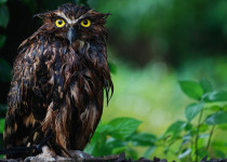 Buffy Fish Owl