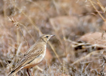 Buffy Pipit