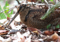 Bukidnon woodcock