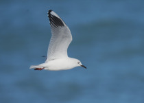 Buller's gull