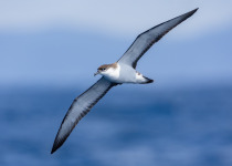 Buller's Shearwater