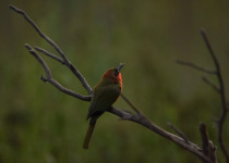 Red-throated Bee-eater