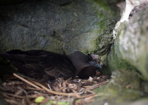 Bulwer's petrel