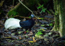 Bulwer's Pheasant