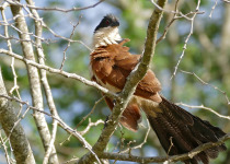 Burchell's Coucal