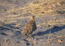 Burchell's Sandgrouse