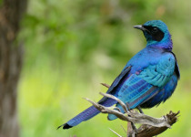 Burchell's Starling