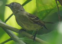 Burmeister's Cordulid