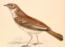 Burr's Lark