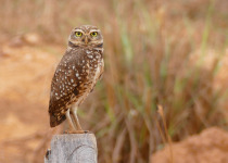 Burrowing Owl
