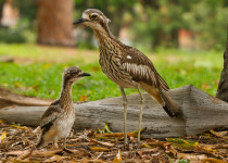 Bush Stone-curlew