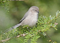 Bushtit