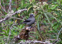 Cabanis's Black-Tyrant