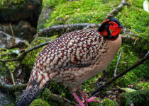 Cabrera's Tragopan