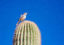 Cactus Wren