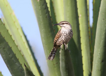 Cactus Wren