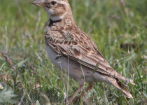 Calandra Lark