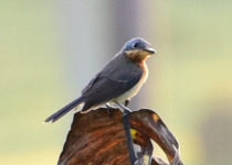 Caledonian Flycatcher