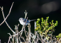 California Gnatcatcher