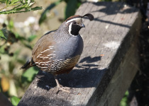 California Quail