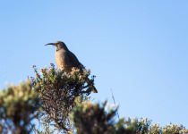 California Thrasher