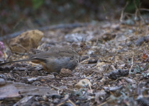 California Towhee