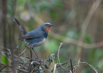 Calliope Hummingbird