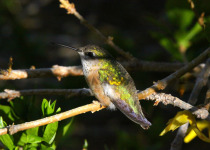 Calliope Hummingbird