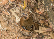Cambodian Partridge