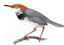 Cambodian Tailorbird